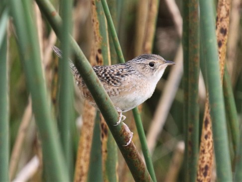 Sedge Wren2