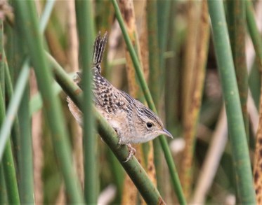 Sedge Wren3
