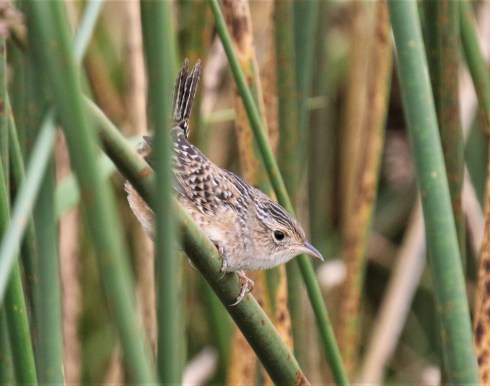 Sedge Wren3