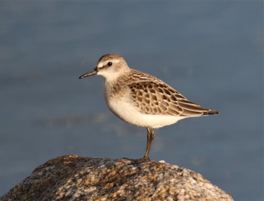 Semipalmated Sandpiper2