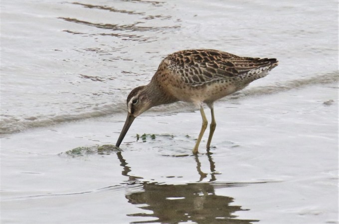 Short Billed Dowitcher1