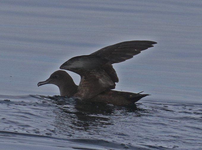 Short Tailed Shearwater Wings