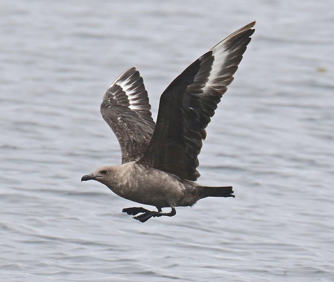 South Polar Skua Flight1