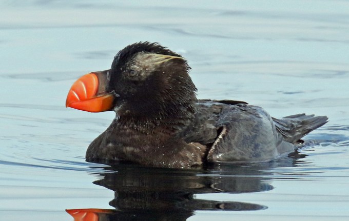 Tufted Puffin1a