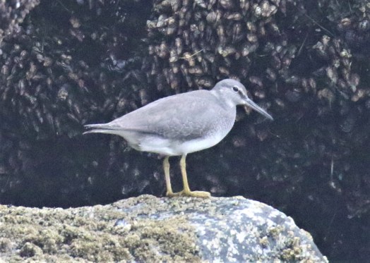 Wandering Tattler1