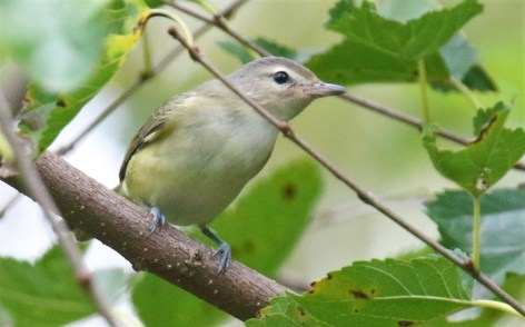 Warbling Vireo
