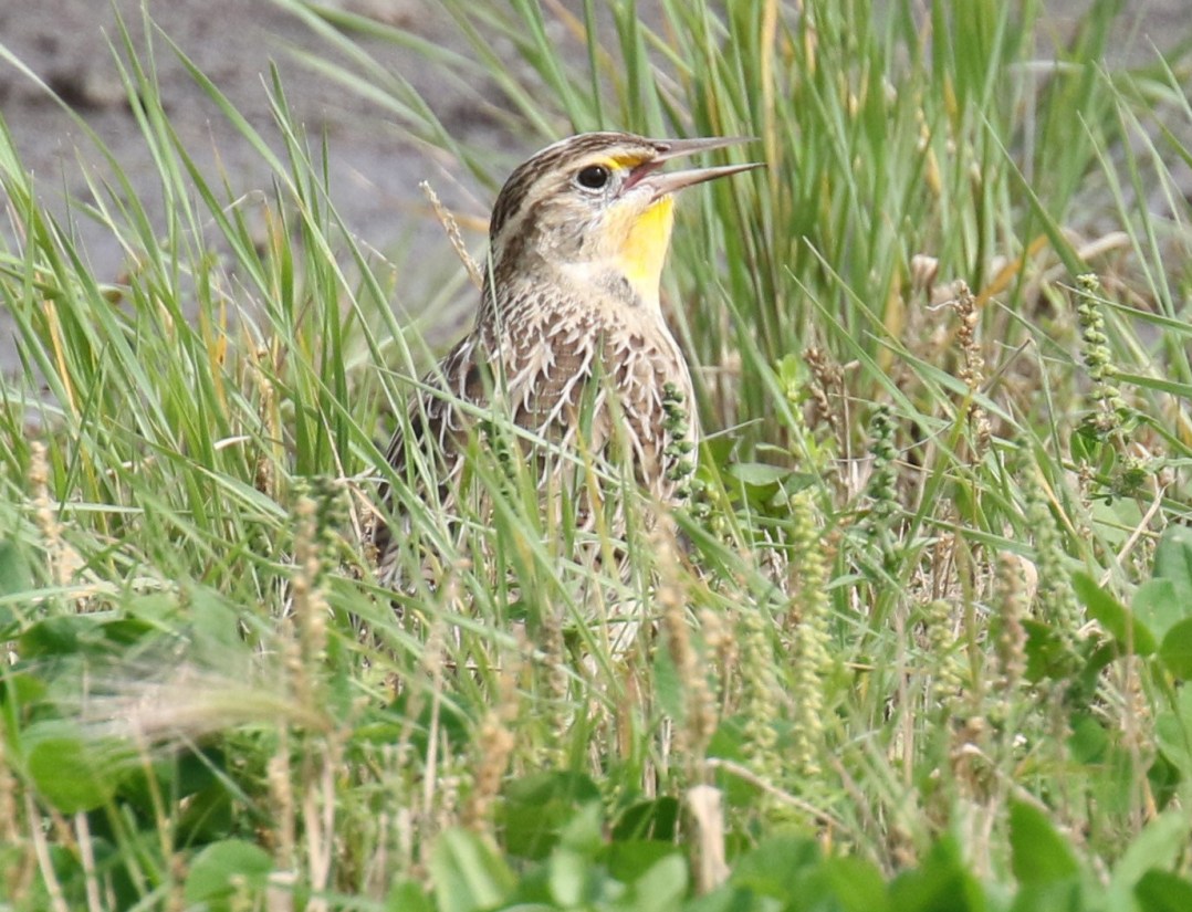 Western Meadowlark