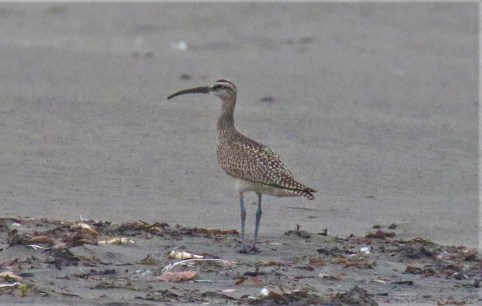 Whimbrel