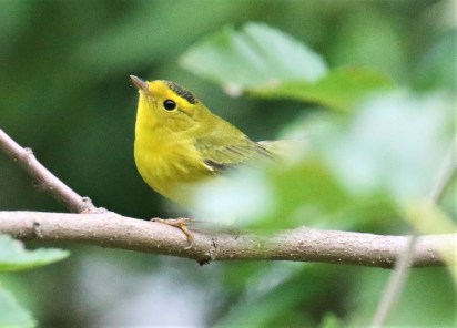 Wilson's Warbler1