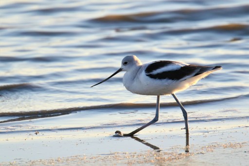 American Avocet