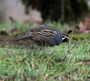 California Quail