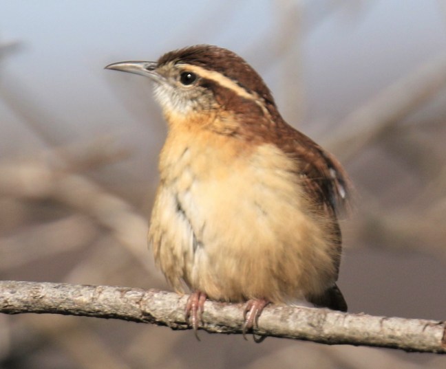 carolina-wren-e1574196017925.jpg