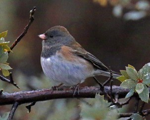 Dark Eyed Junco
