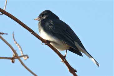 Dark Eyed Junco