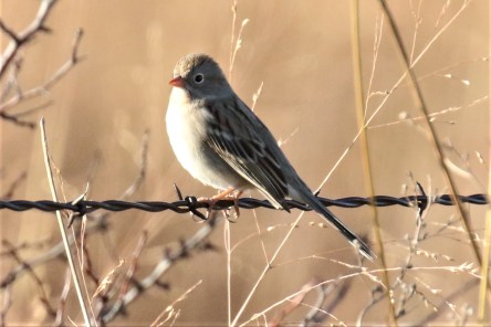 Field Sparrow