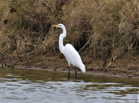 Great Egret1