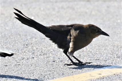 Great Tailed Grackle1