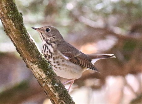Hernit Thrush1