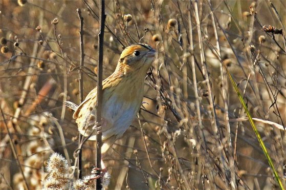 LeConte's SparrowR