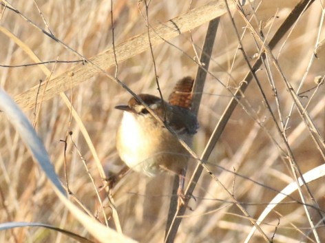 Marsh Wren1