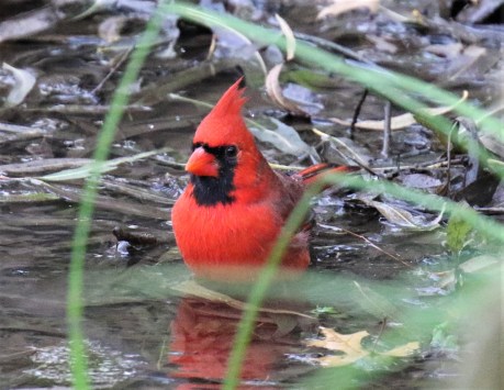 Northern Cardinal