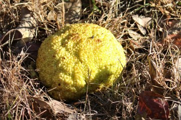 Osage Orange
