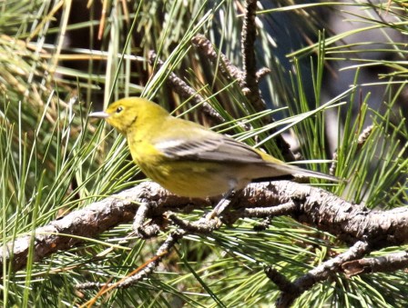 Pine Warbler