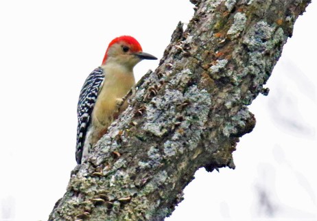 Red Bellied Woodpecker (2)