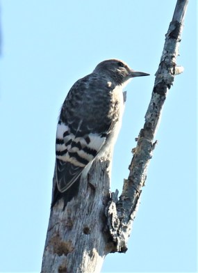 Red Headed WP Juvenile1
