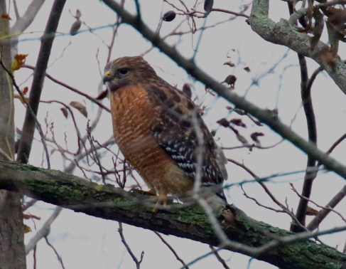 red-shouldered-hawk-1.jpg