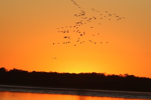 Sandhill Cranes at Sunset