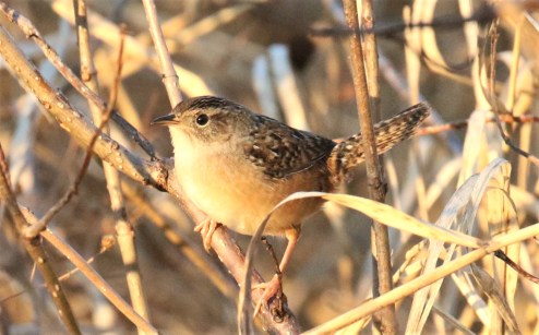 Sedge Wren1