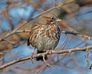 Song Sparrow