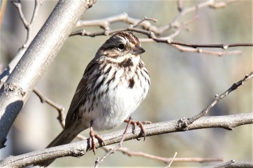 Song Sparrow