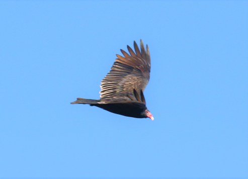 Turkey Vulture