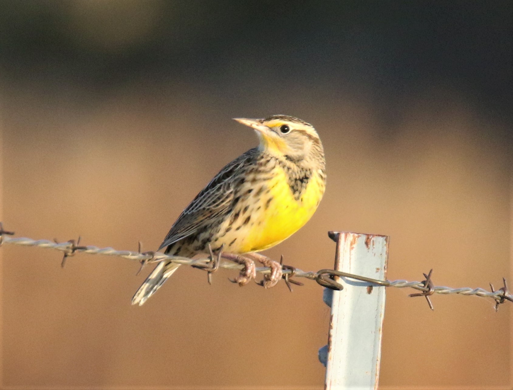 Western Meadowlark