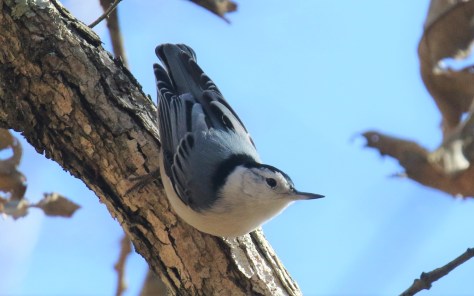 White Breasted Nuthatch
