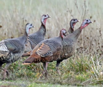 Wild Turkeys