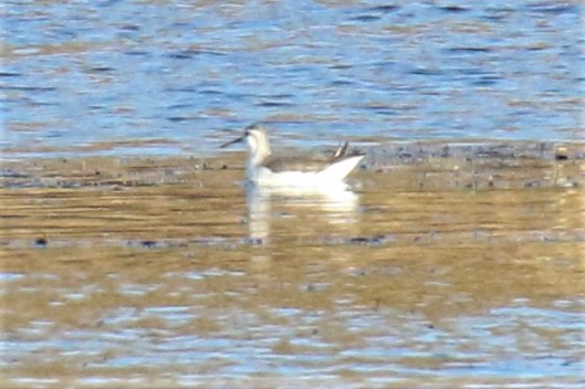 Wilson's Phalarope