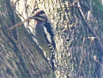 Yellow Bellied Sapsucker1