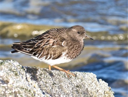 Black Turnstone11.30