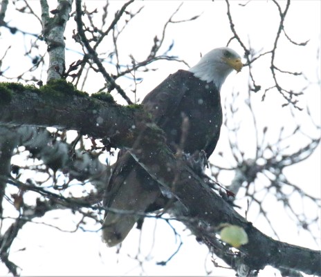 Eagle in Tree