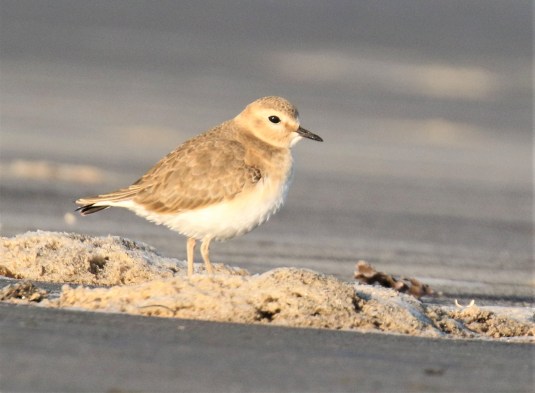 Mountain Plover