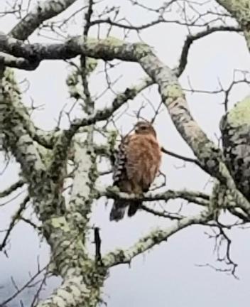 Red Shouldered Hawk