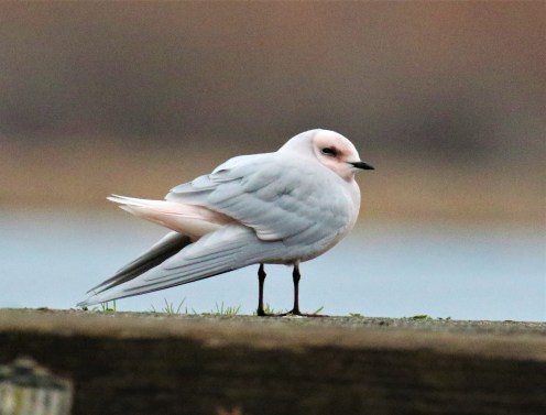 Ross's Gull1