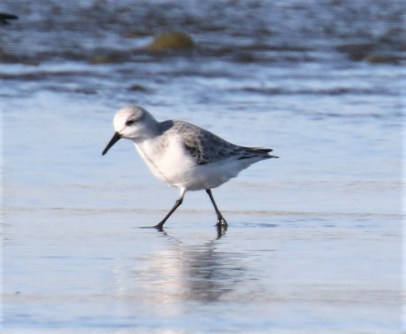 Sanderling