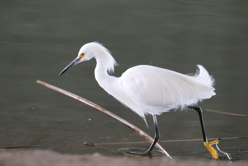 Snowy Egret