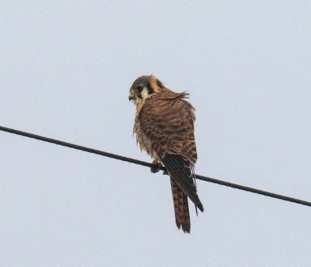 American Kestrel