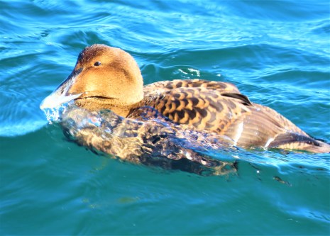 Common Eider Female