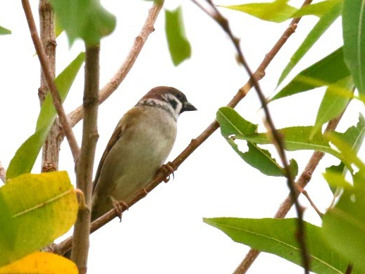 eurasian-tree-sparrow.jpg